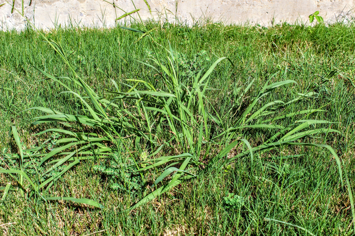 How and When to Apply Crabgrass Preventer